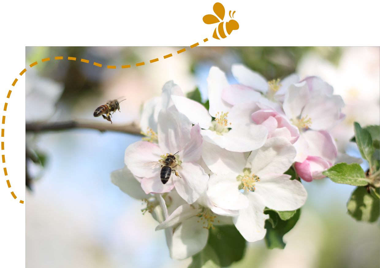Gartenzauner, Bienen, Bienen Garten, Gartengestaltung, Bienenfreundlicher garten, Ökologie im Garten, Garten und Landschaftsbau