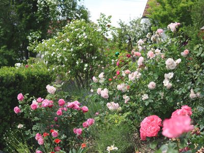 Rosenpflege, gartenzauner, Gartengestaltung, Gartenpflege, Bayern, Wien, Salzburg, Österreich, Oberösterreich