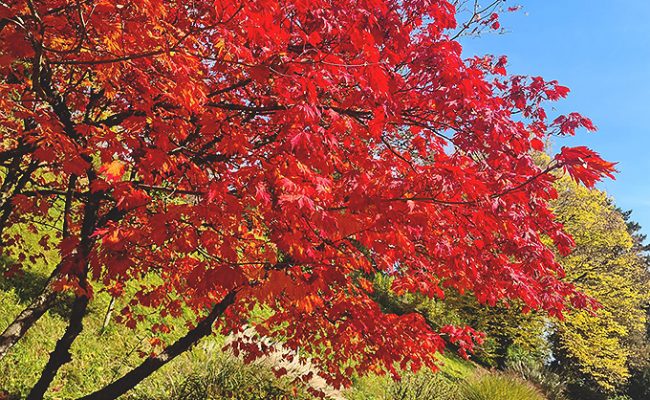 Pflanzen mit besonderer Herbstfärbung