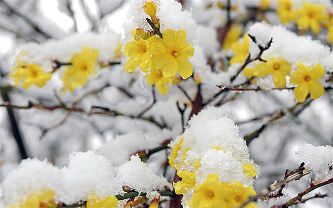 Lieblingspflanzen für den Winter — Winterjasmin