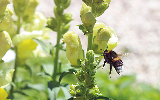 Nachhaltiges gärtnern Biene